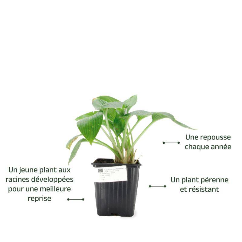 3 Hostas 'Devon Green' (Hosta 'Devon Green') - Lot de 3 vivaces - Pépinières Naudet - Image 3