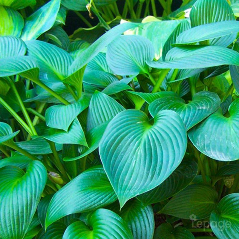 3 Hostas 'Devon Green' (Hosta 'Devon Green') - Lot de 3 vivaces - Pépinières Naudet - Image 1