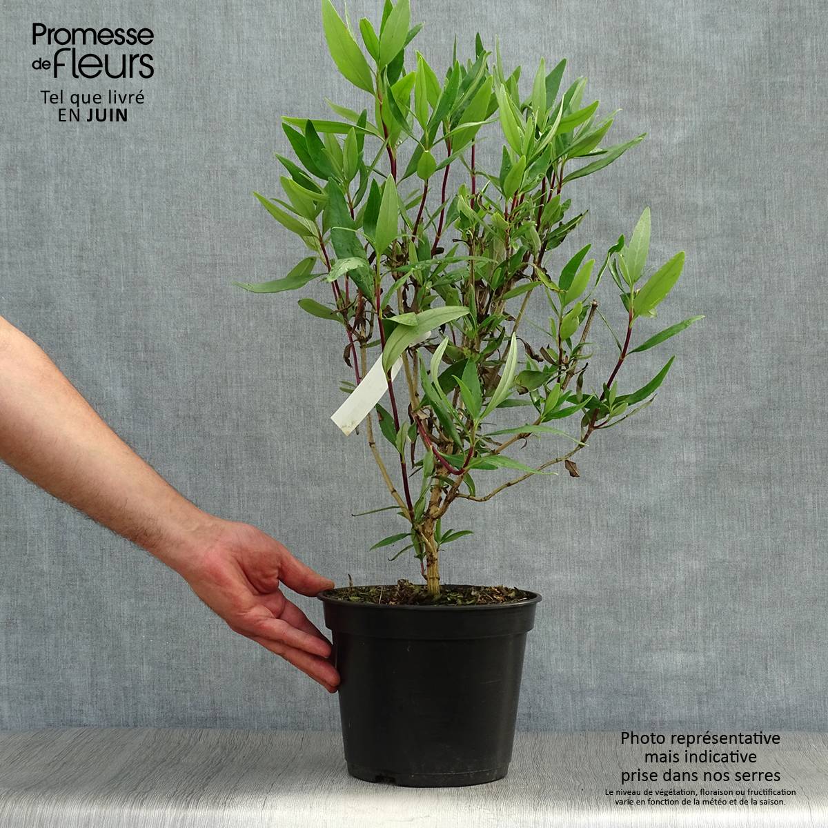 Promesse de Fleurs - Carpenteria californica Bodnant - Carpentière de Californie Pot de 3L/4L - Image 2