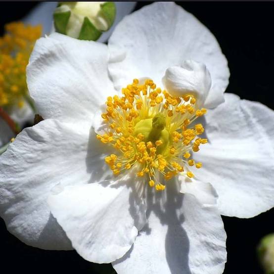 Promesse de Fleurs - Carpenteria californica Bodnant - Carpentière de Californie Pot de 3L/4L - Image 1