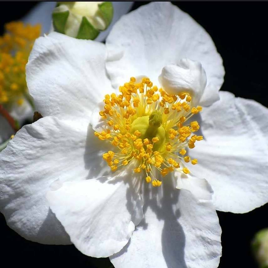 Promesse de Fleurs - Carpenteria californica Bodnant - Carpentière de Californie Pot de 3L/4L - Image 1