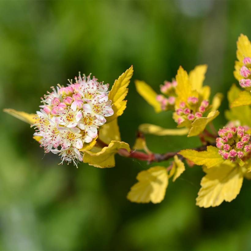 Physocarpus opulifolius Tiny Wine Gold Pot de 2L/3L - Image 1