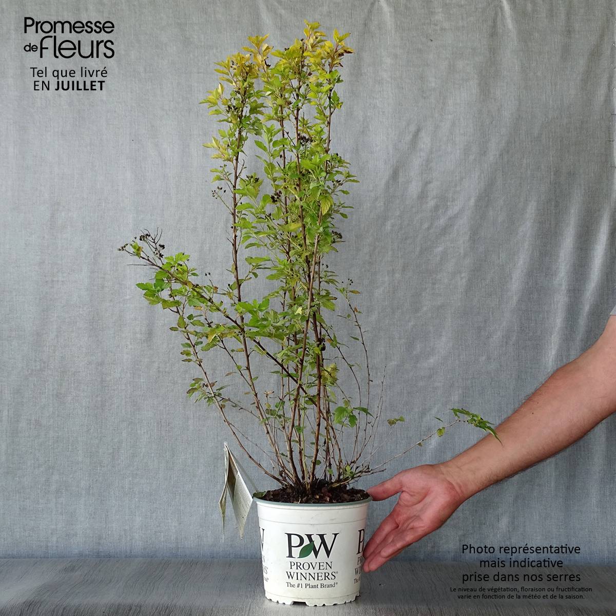 Physocarpus opulifolius Tiny Wine Gold Pot de 2L/3L - Image 2