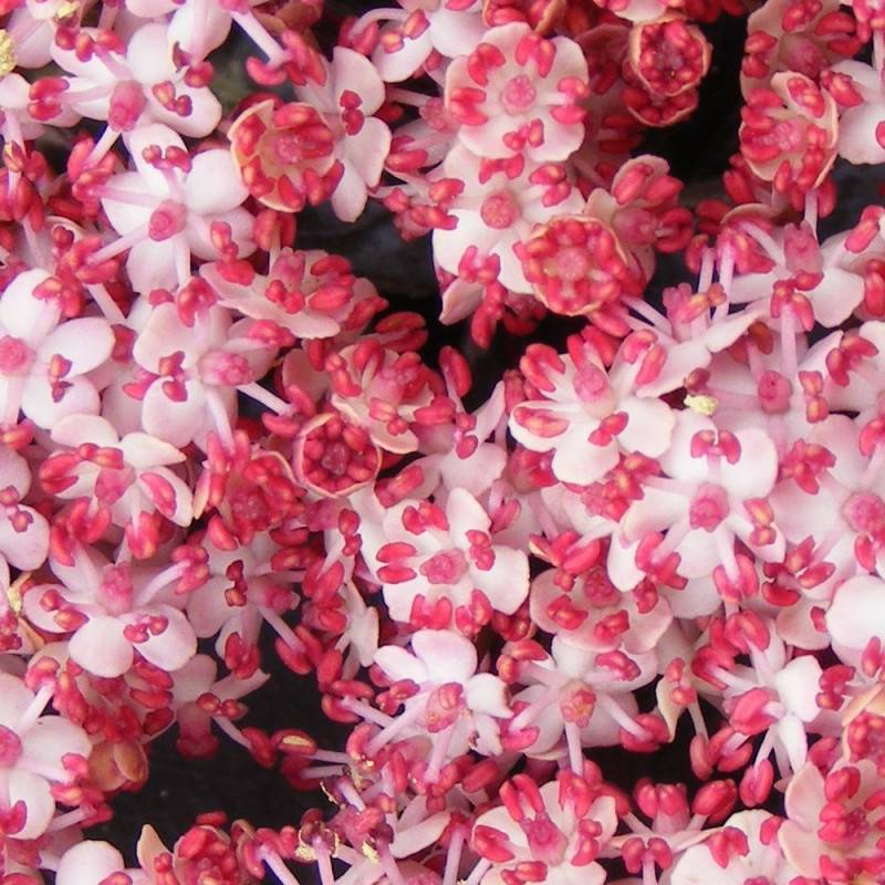 Sureau noir Black Tower® 'Eiffel1', Sambucus à fleurs Rose - feuillage Caduc - Pot de 3L - 20/40 cm-  hauteur à maturité De 2,50 m à 3,00 m - Image 4