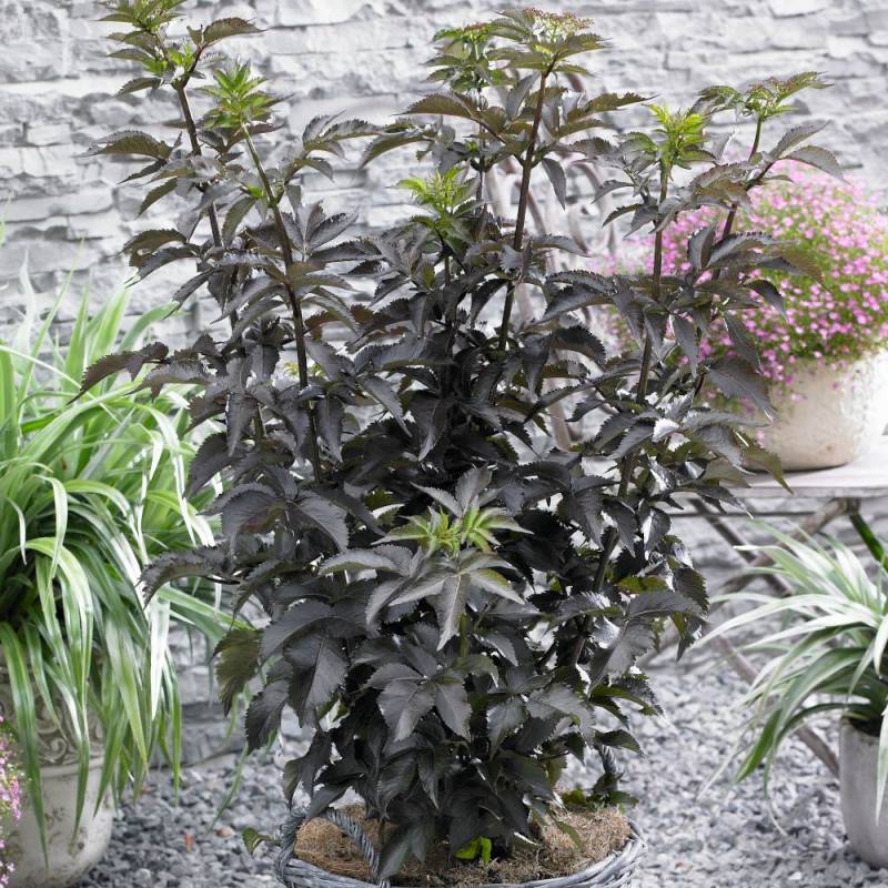 Sureau noir Black Tower® 'Eiffel1', Sambucus à fleurs Rose - feuillage Caduc - Pot de 3L - 20/40 cm-  hauteur à maturité De 2,50 m à 3,00 m - Image 1