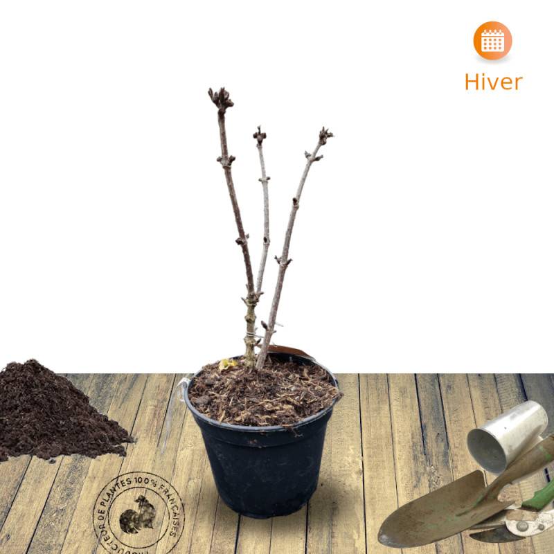 Sureau noir Black Tower® 'Eiffel1', Sambucus à fleurs Rose - feuillage Caduc - Pot de 3L - 20/40 cm-  hauteur à maturité De 2,50 m à 3,00 m - Image 7