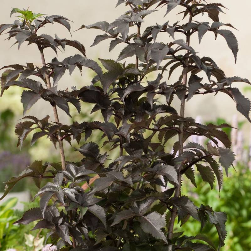 Sureau noir Black Tower® 'Eiffel1', Sambucus à fleurs Rose - feuillage Caduc - Pot de 3L - 20/40 cm-  hauteur à maturité De 2,50 m à 3,00 m - Image 3