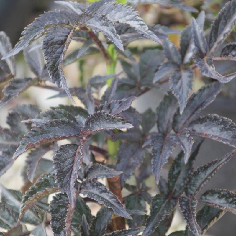 Sureau noir Black Tower® 'Eiffel1', Sambucus à fleurs Rose - feuillage Caduc - Pot de 3L - 20/40 cm-  hauteur à maturité De 2,50 m à 3,00 m - Image 6