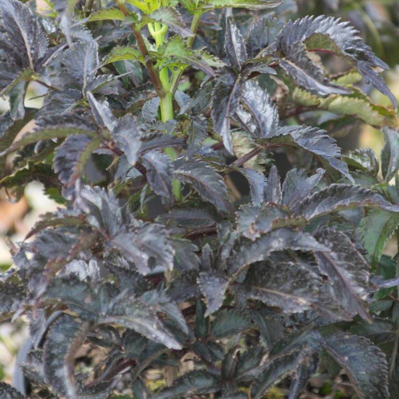 Sureau noir Black Tower® 'Eiffel1', Sambucus à fleurs Rose - feuillage Caduc - Pot de 3L - 20/40 cm-  hauteur à maturité De 2,50 m à 3,00 m - Image 5