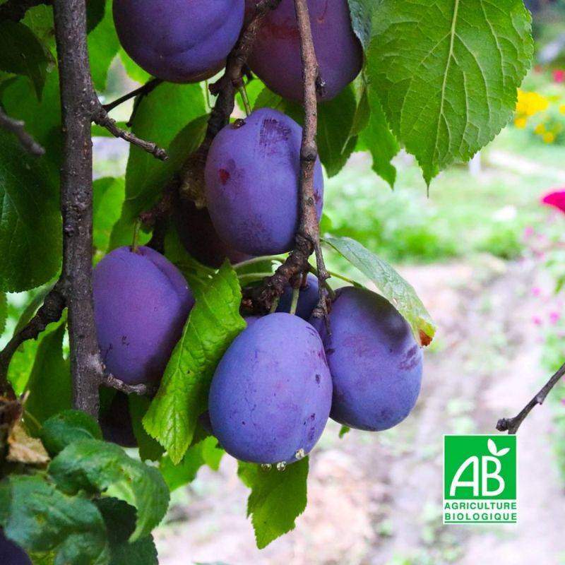 Prunier 'Belle de Louvain' BIO (Prunus domestica 'Belle de Louvain') - Scion de 100 à 150cm - Pépinières Naudet - Image 1