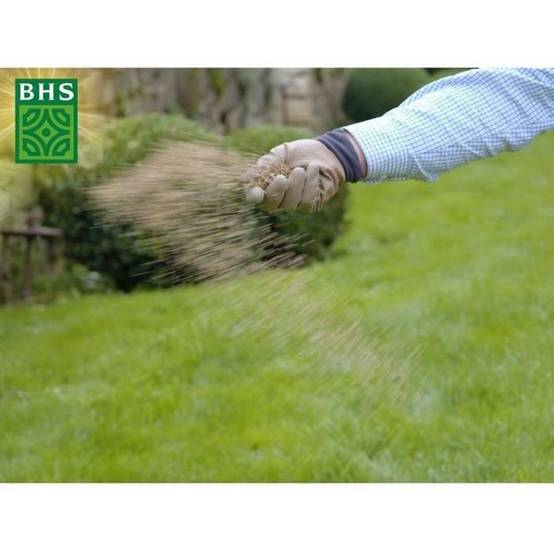 BHS - Graines de gazon rustique BHS - Image 3