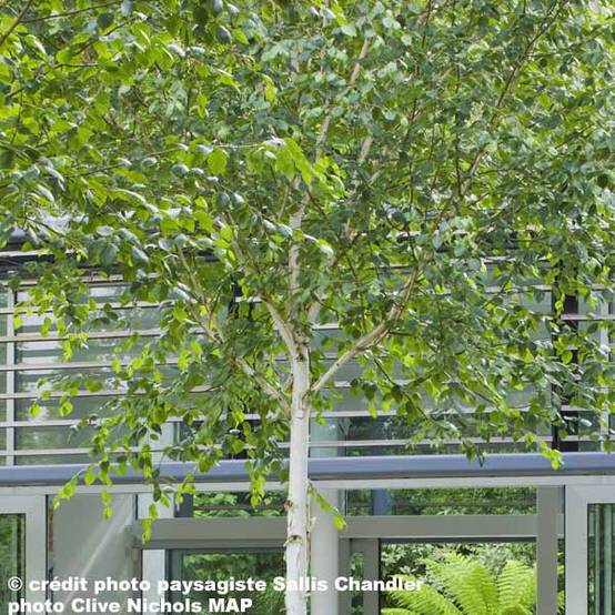 Bouleau de l'Himalaya - Betula utilis jacquemontii Pot de 4L/5L - Image 1
