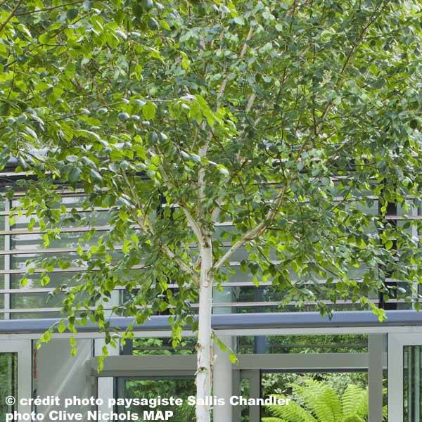 Bouleau de l'Himalaya - Betula utilis jacquemontii Pot de 4L/5L - Image 1