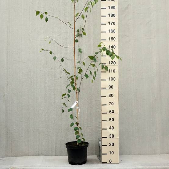 Bouleau de l'Himalaya - Betula utilis jacquemontii Pot de 4L/5L - Image 2