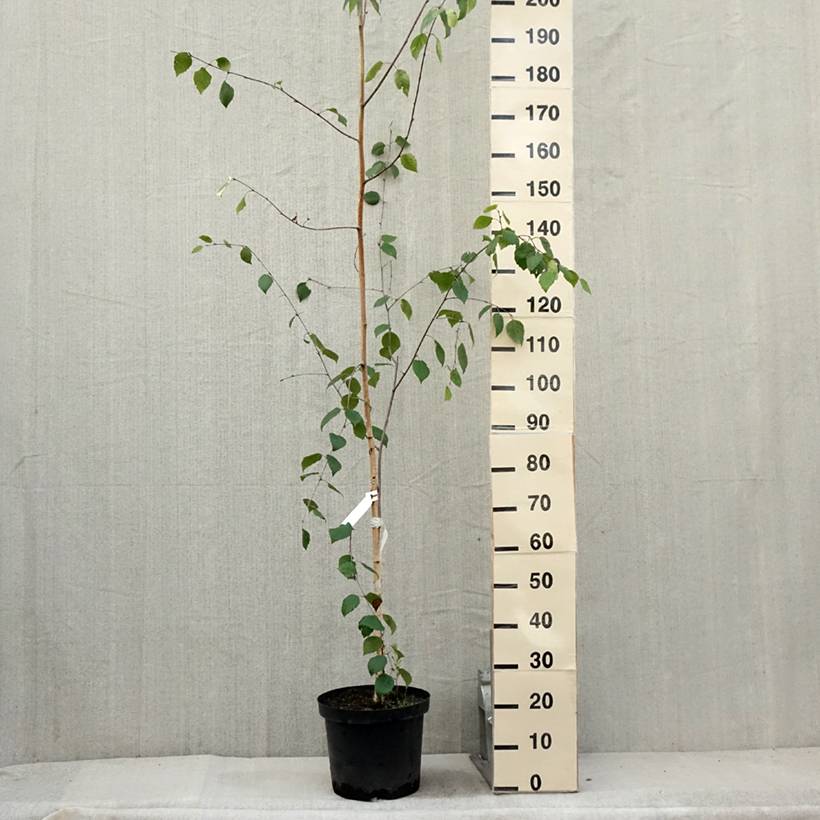Bouleau de l'Himalaya - Betula utilis jacquemontii Pot de 4L/5L - Image 2