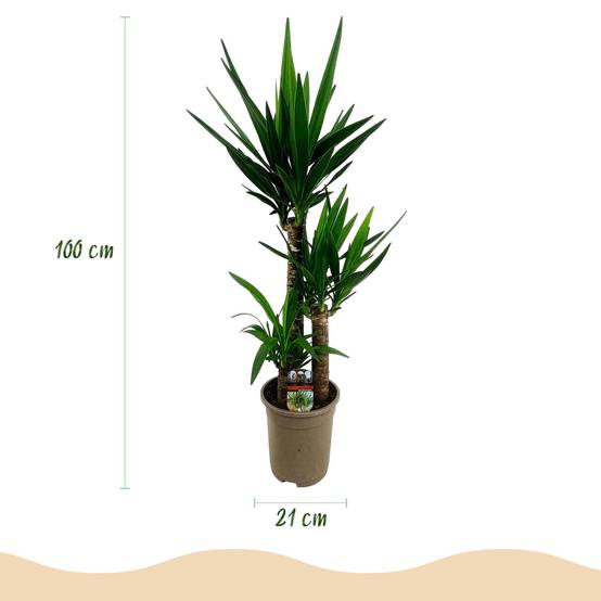 Yucca Elephantipes - D21 H100cm - Image 4