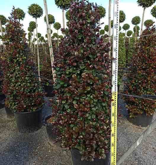 Sans Marque - Eugenia uniflora "Etna fire" ADULTE (Cerisier de Cayenne, Pitanga, Cerisier carré de Tahiti) Taille:Pot de 140L - 200/250cm - Image 3