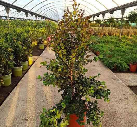 Sans Marque - Eugenia uniflora "Etna fire" ADULTE (Cerisier de Cayenne, Pitanga, Cerisier carré de Tahiti) Taille:Pot de 140L - 200/250cm - Image 1