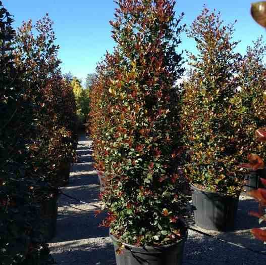 Sans Marque - Eugenia uniflora "Etna fire" ADULTE (Cerisier de Cayenne, Pitanga, Cerisier carré de Tahiti) Taille:Pot de 140L - 200/250cm - Image 4