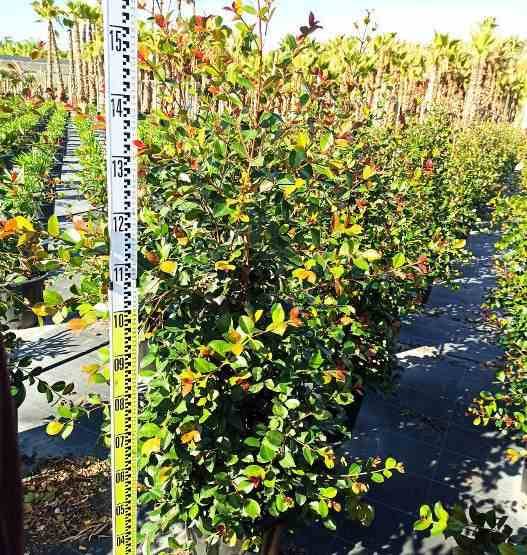 Sans Marque - Eugenia uniflora "Etna fire" ADULTE (Cerisier de Cayenne, Pitanga, Cerisier carré de Tahiti) Taille:Pot de 140L - 200/250cm - Image 2