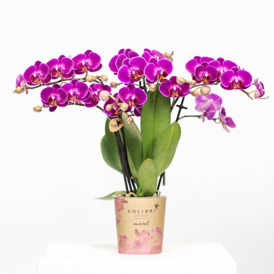 Offre Spéciale : 4 Orchidées Phalaenopsis Violettes Fleuries Cm - D9 H45cm - Image 3