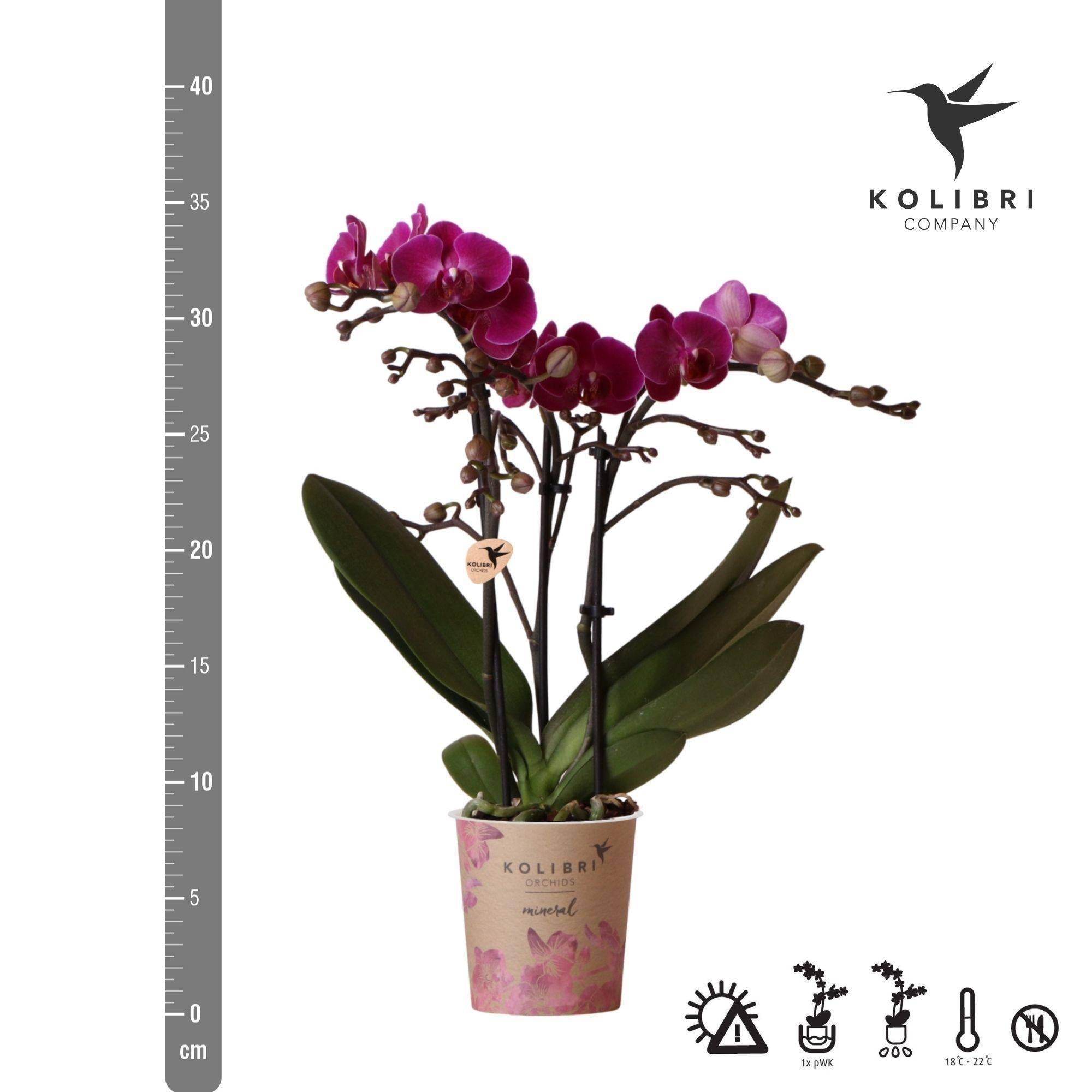 Offre Spéciale : 4 Orchidées Phalaenopsis Violettes Fleuries Cm - D9 H45cm - Image 5