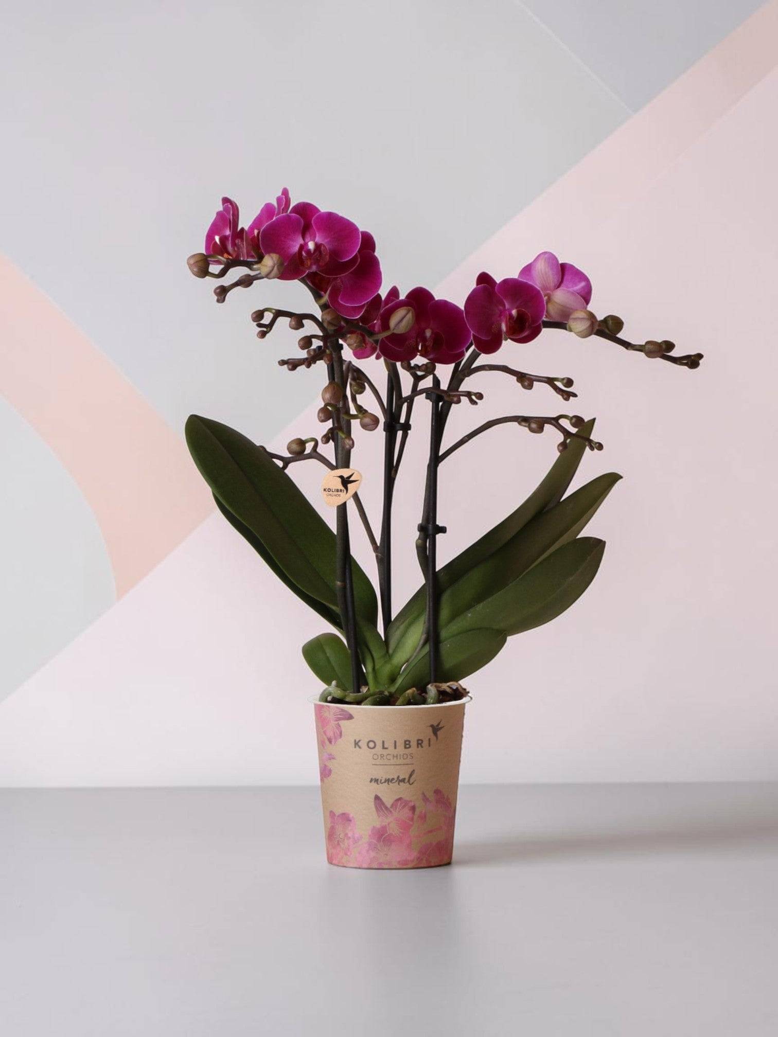 Offre Spéciale : 4 Orchidées Phalaenopsis Violettes Fleuries Cm - D9 H45cm - Image 1