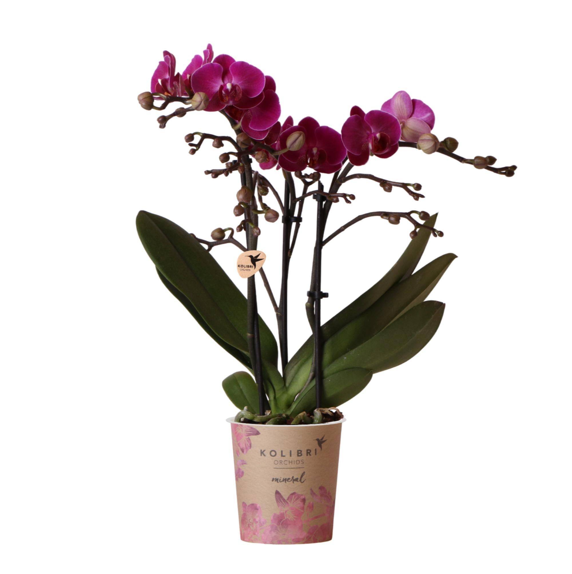 Offre Spéciale : 4 Orchidées Phalaenopsis Violettes Fleuries Cm - D9 H45cm - Image 2