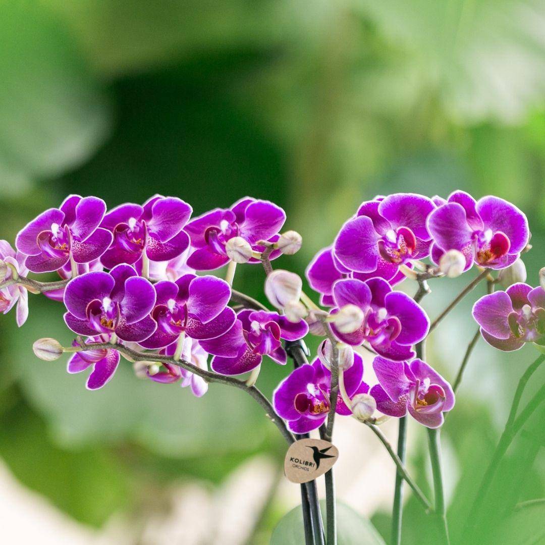 Offre Spéciale : 4 Orchidées Phalaenopsis Violettes Fleuries Cm - D9 H45cm - Image 4