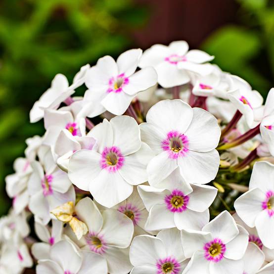 Promesse de Fleurs - Phlox paniculata Mike's Favourite Pot de 2L/3L