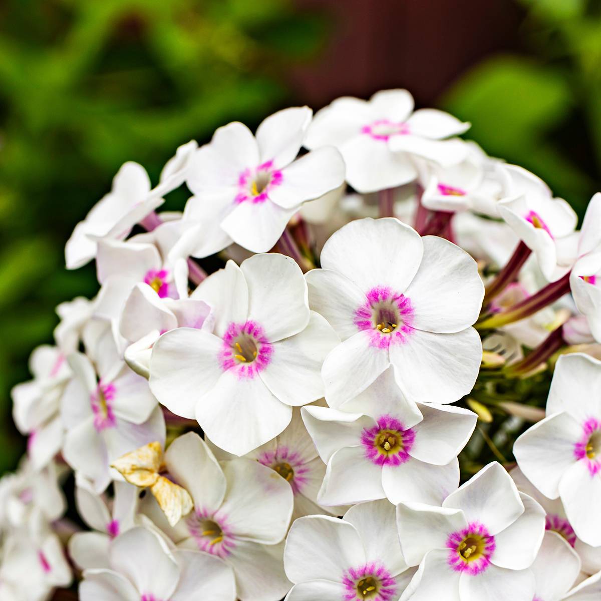 Promesse de Fleurs - Phlox paniculata Mike's Favourite Pot de 2L/3L