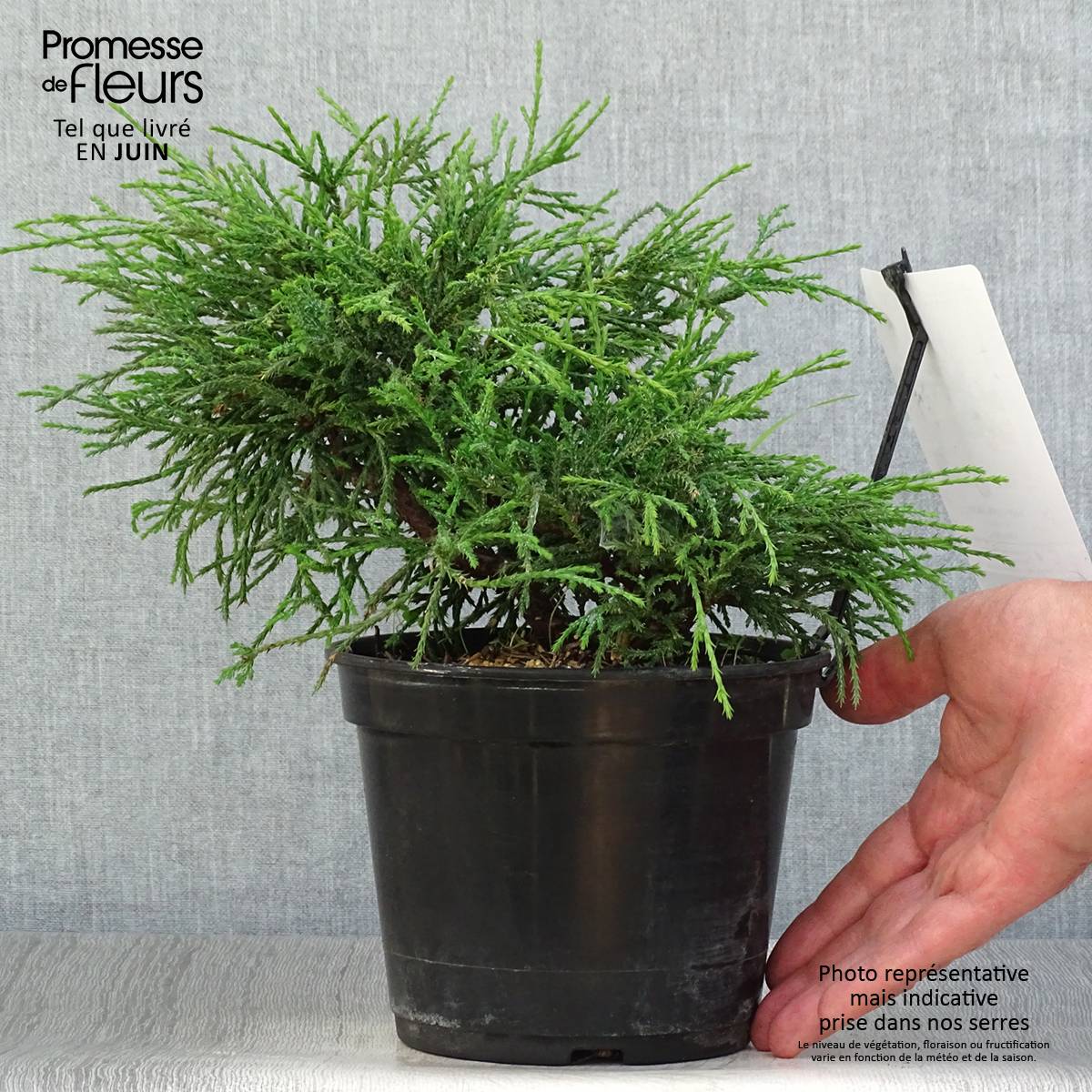 Promesse de Fleurs - Chamaecyparis pisifera Filifera Nana - Cyprès Sawara             Pot de 2L/3L - Image 2