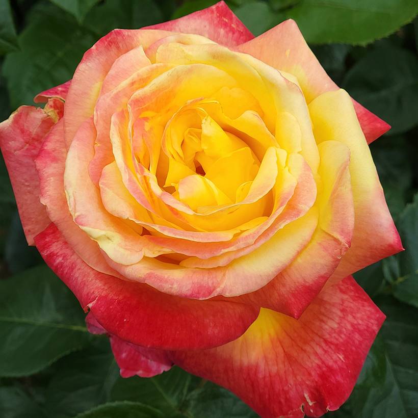 Promesse de Fleurs - Rosier à grandes fleurs Rose der Hoffnung KORamflusa Pot de 4L/5L