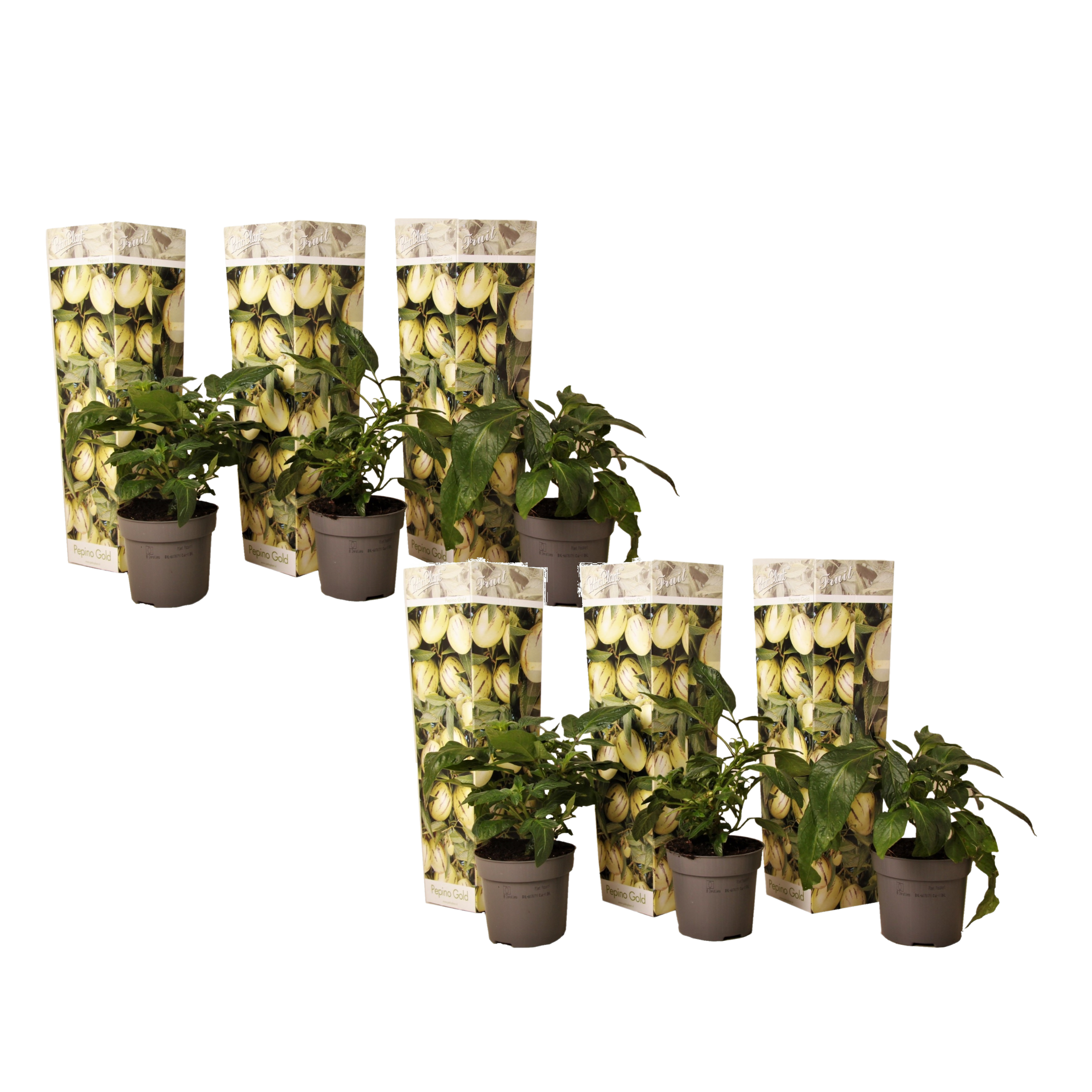 Tomatillo - Set de 6 - Solanum Muricatum 'Pepino gold' - Hauteur 25-40cm - ⌀9cm - Image 1