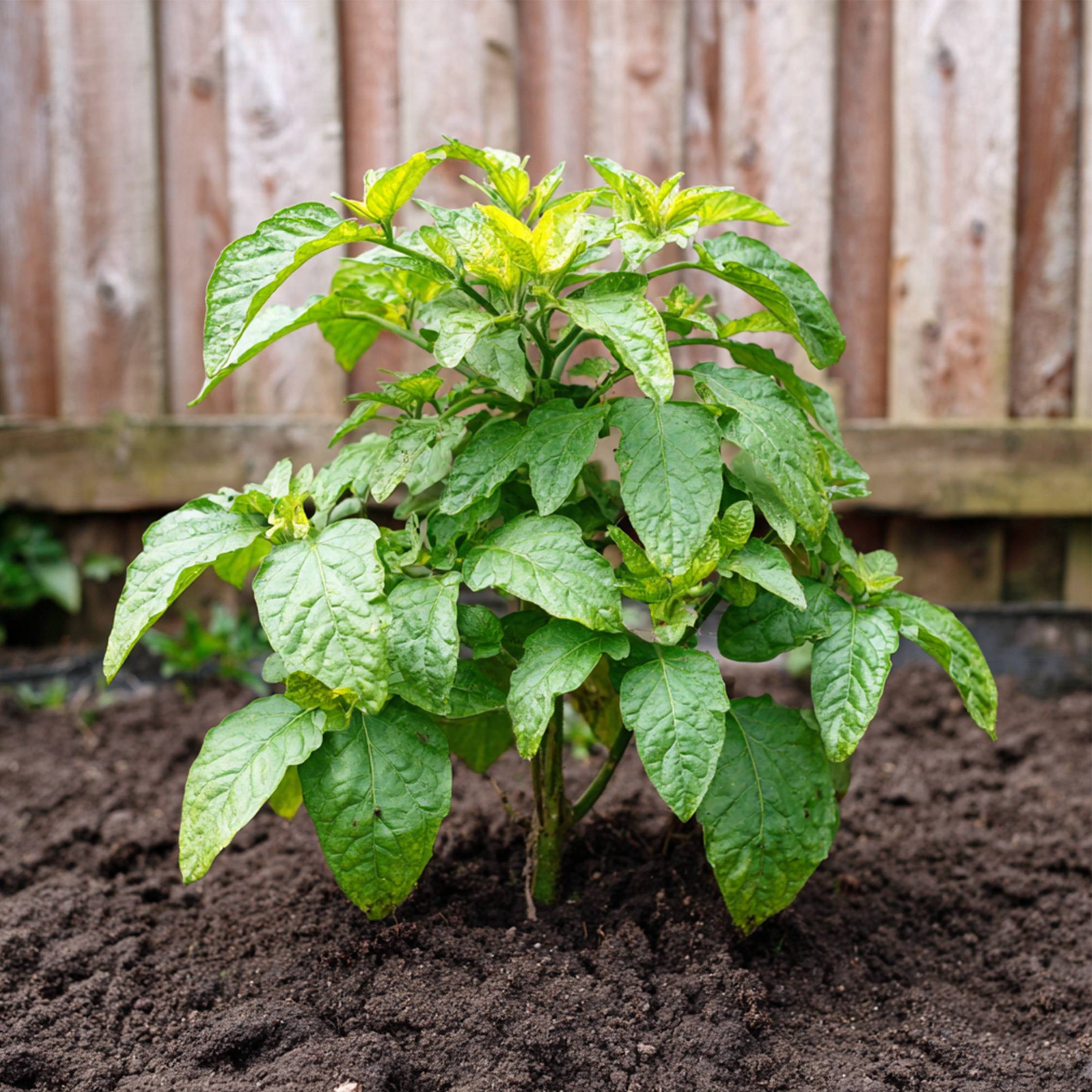 Tomatillo - Set de 6 - Solanum Muricatum 'Pepino gold' - Hauteur 25-40cm - ⌀9cm - Image 3