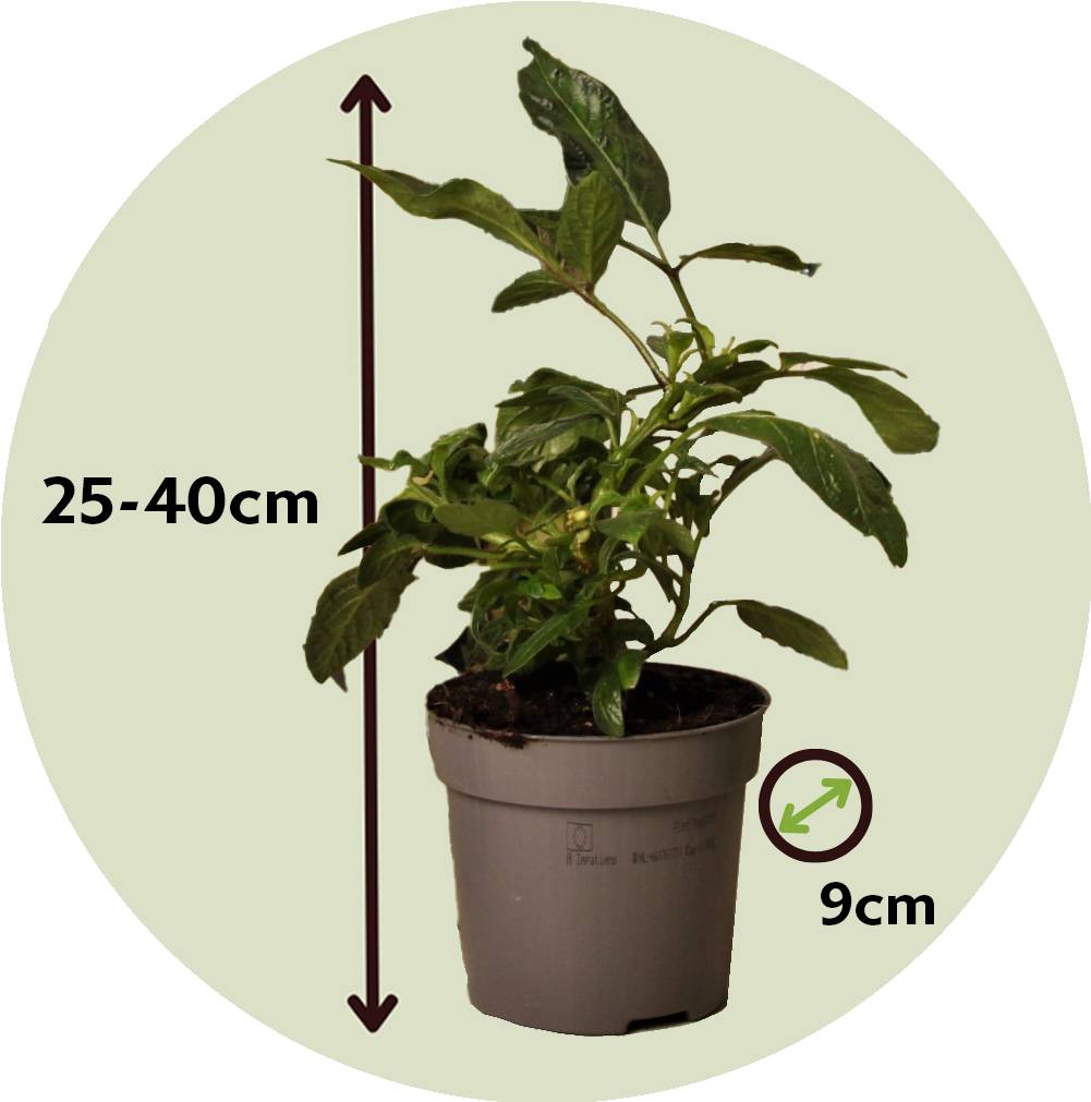 Tomatillo - Set de 6 - Solanum Muricatum 'Pepino gold' - Hauteur 25-40cm - ⌀9cm - Image 6