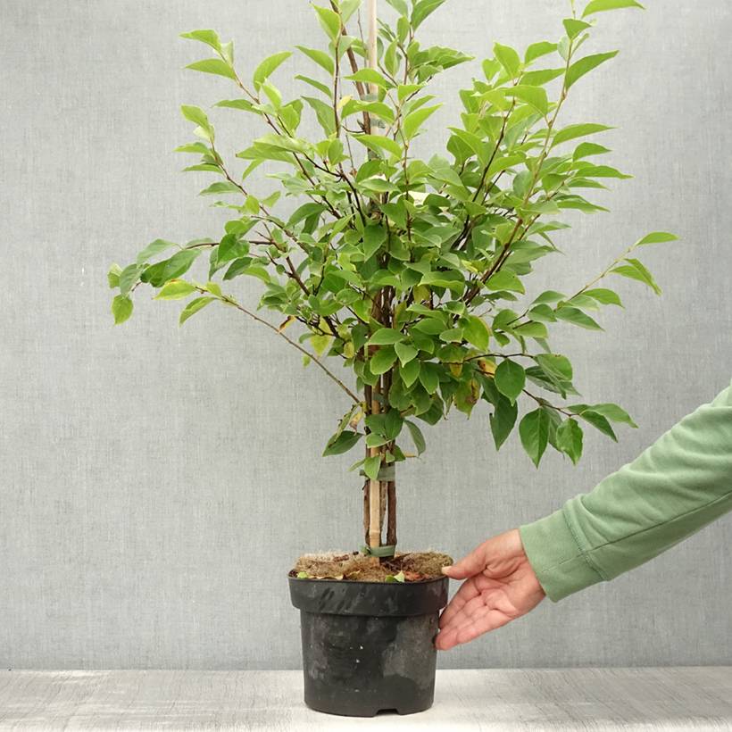 Styrax japonicus Snowfall - Styrax japonais Pot de 4L/5L - Gamm vert