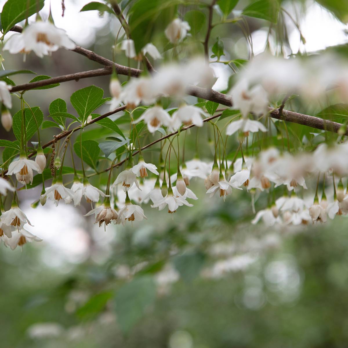 Styrax japonicus Snowfall - Styrax japonais Pot de 4L/5L - Gamm vert