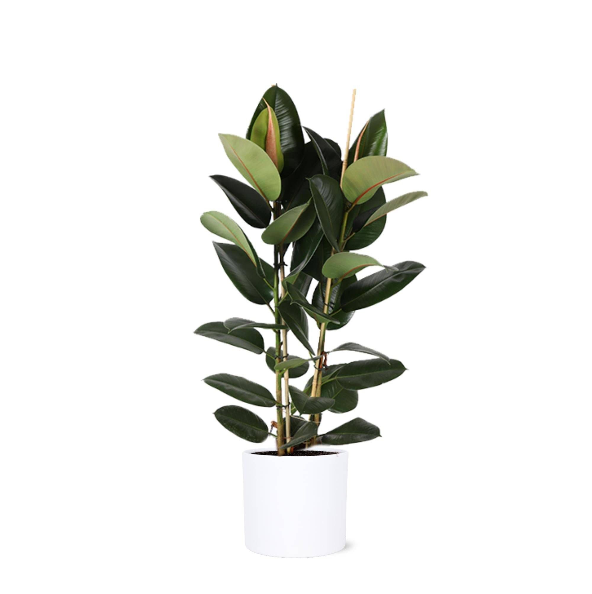 La Green Touch - Ficus Elastica Robusta et son pot- La Green Touch Relief Blanc - Hauteur 110cm