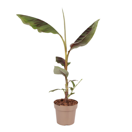 Plant In A Box - Plante à bananes rouges - Musa sikkimensis Ever Red - Hauteur 55-70cm - ⌀21cm - Image 1