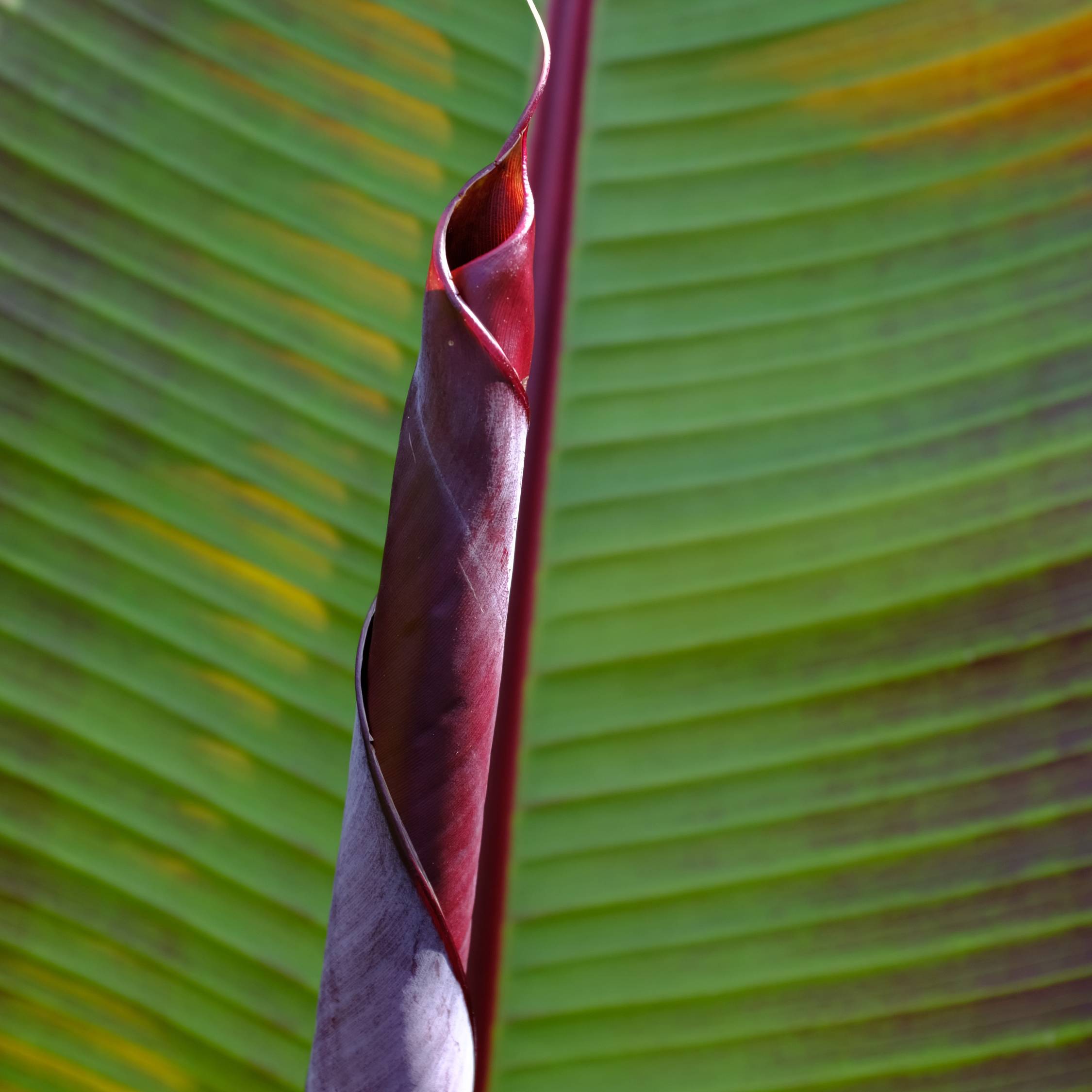 Plant In A Box - Plante à bananes rouges -  Musa sikkimensis Ever Red - Hauteur 55-70cm - ⌀21cm - Image 3