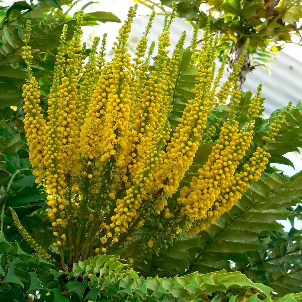 Promesse de Fleurs - Mahonia bealei Pot de 3L/4L