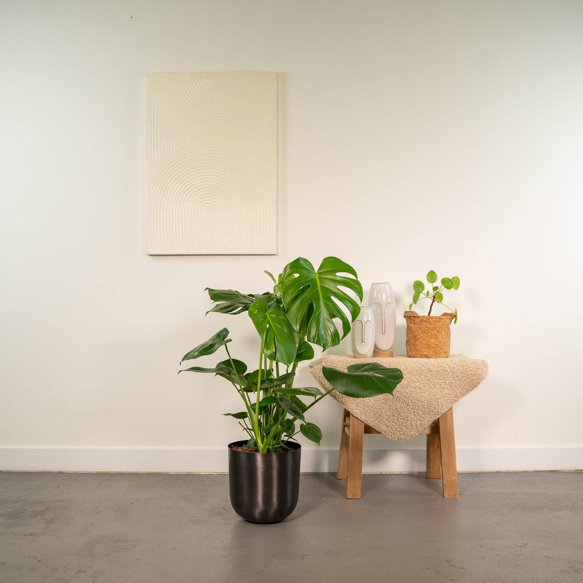 Monstera deliciosa et son cache-pot noir 65cm - Plante d'intérieur- La Green Touch - Image 3