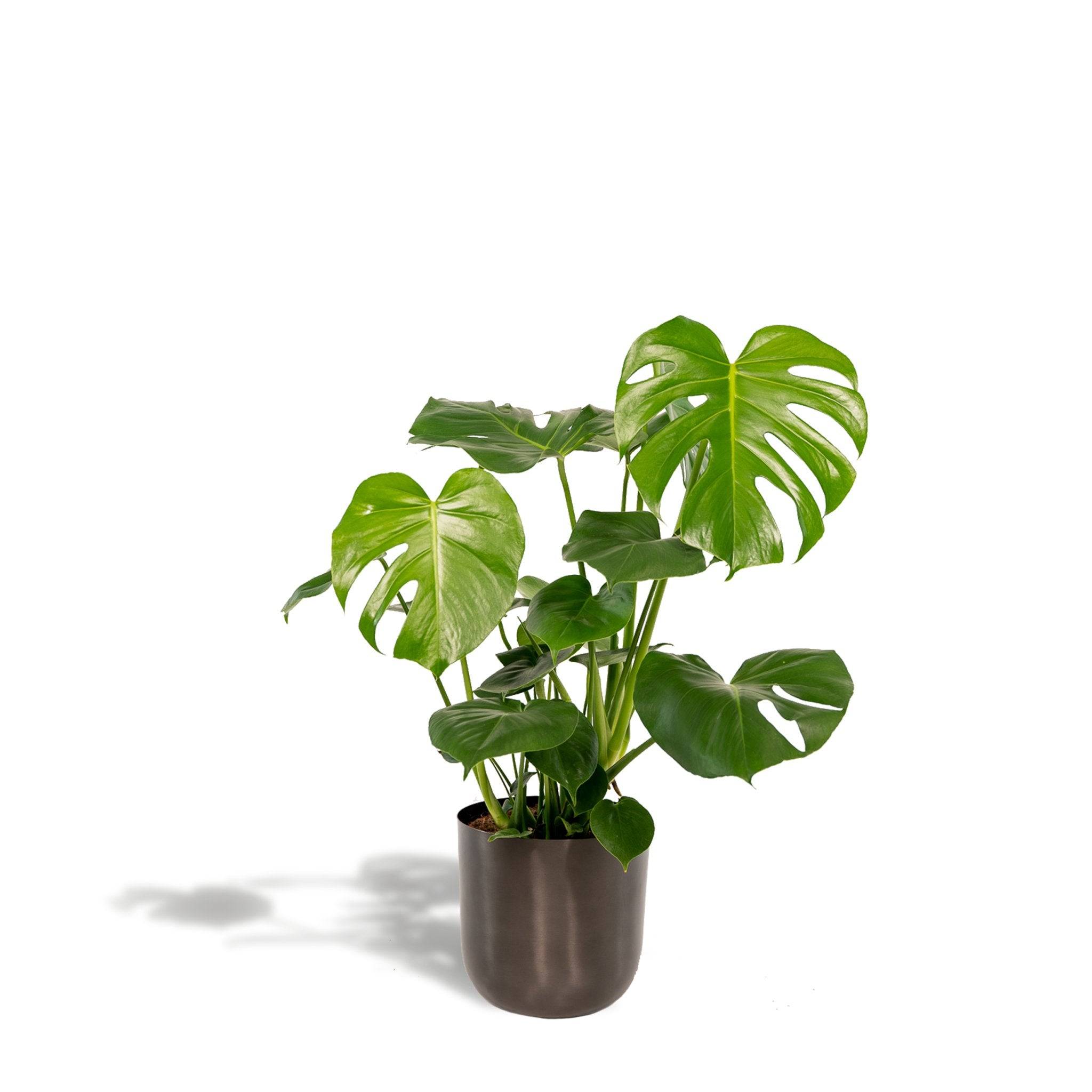 Monstera deliciosa et son cache-pot noir 65cm - Plante d'intérieur- La Green Touch - Image 2