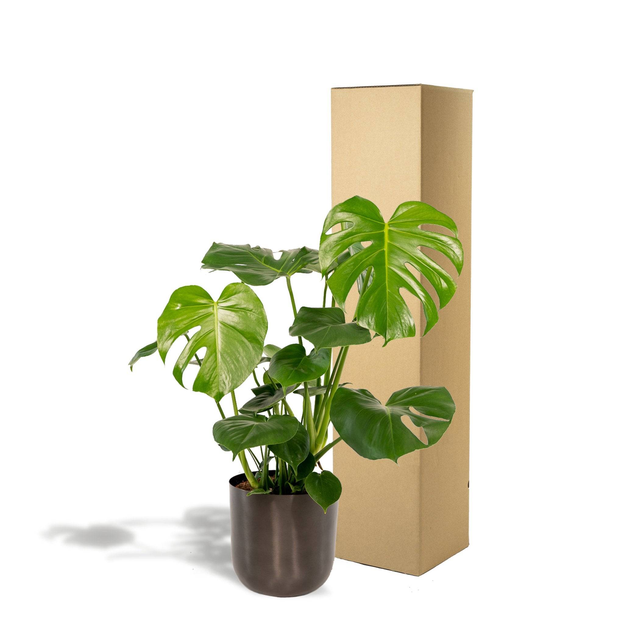 Monstera deliciosa et son cache-pot noir 65cm - Plante d'intérieur- La Green Touch - Image 6