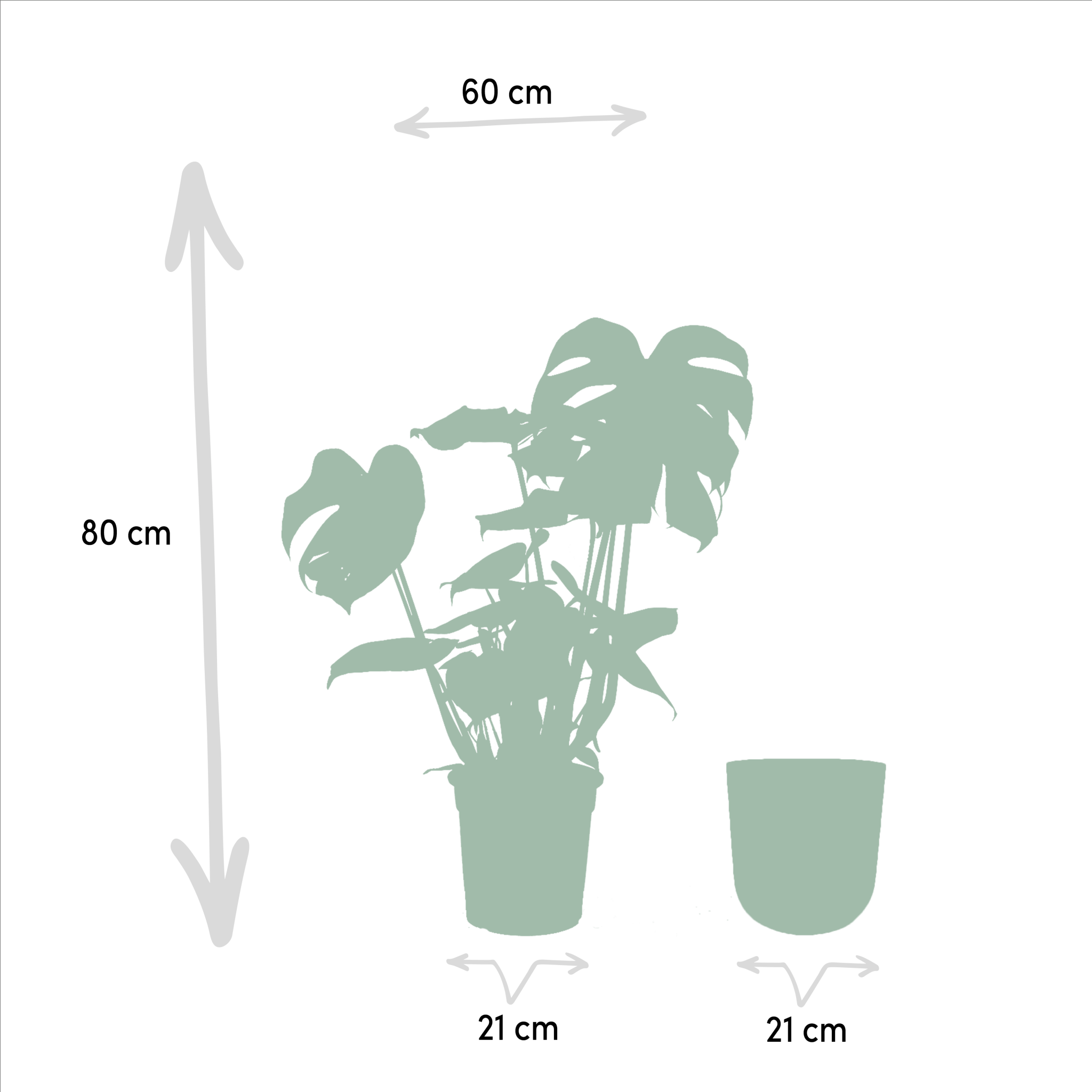 Monstera deliciosa et son cache-pot noir 65cm - Plante d'intérieur- La Green Touch - Image 5