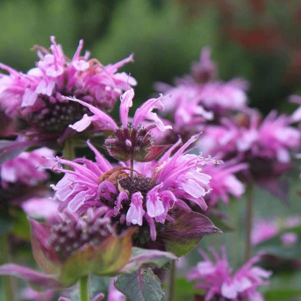 Monarde Mohawk - Bergamote violet-pourpre Godet de 8/9 cm