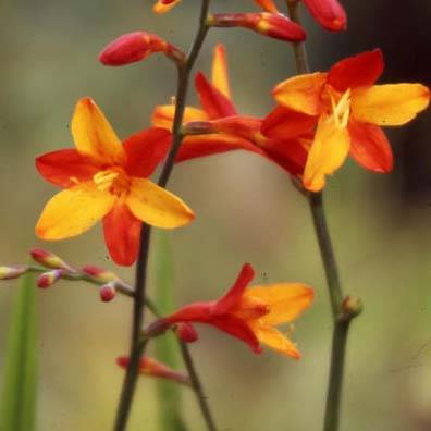 Crocosmia ou montbretia Fire King Godet de 8/9 cm calibre 6+