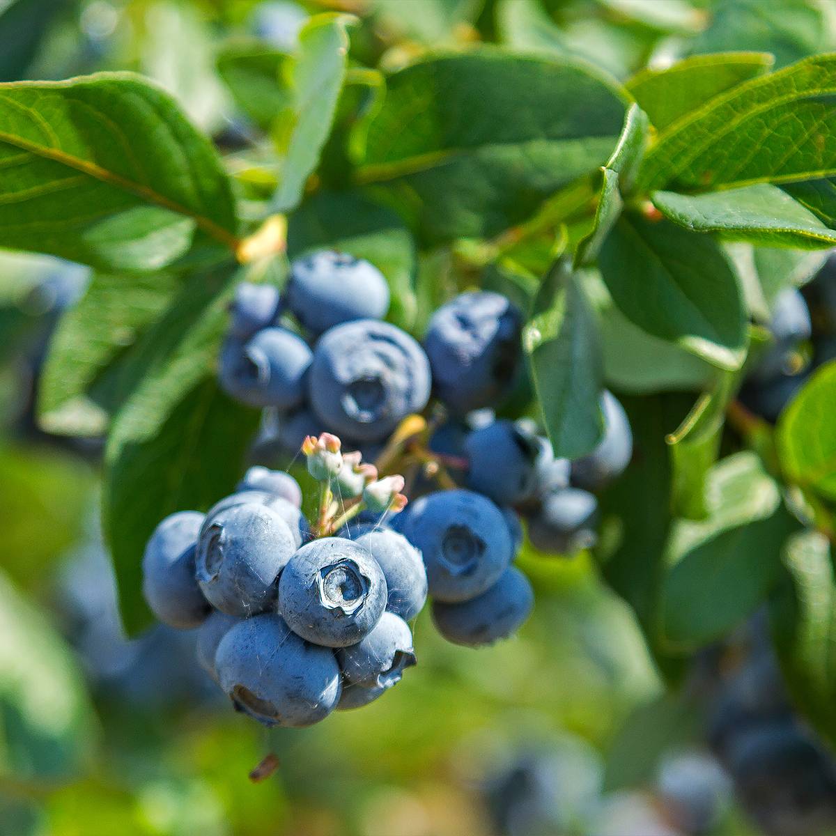 Myrtille d'Amérique - Vaccinium corymbosum Northland Pot de 1,5L/2L