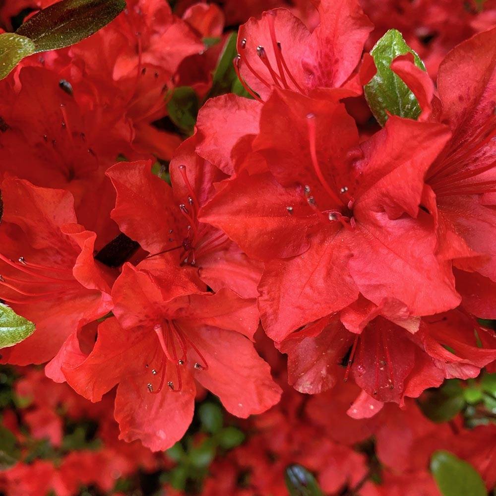 Promesse de Fleurs - Azalée japonaise - Azalea japonica Arabesk Godet de 8/9 cm - Image 1